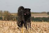 BOUVIER DES FLANDRES 242